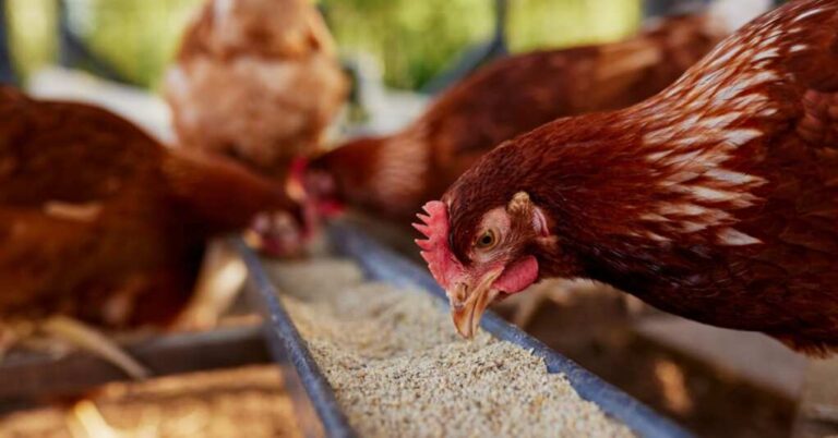 Are Your Chickens at Risk? Signs Your Birds Have Avian Flu Are Your Chickens at Risk? Signs Your Birds Have Avian Flu